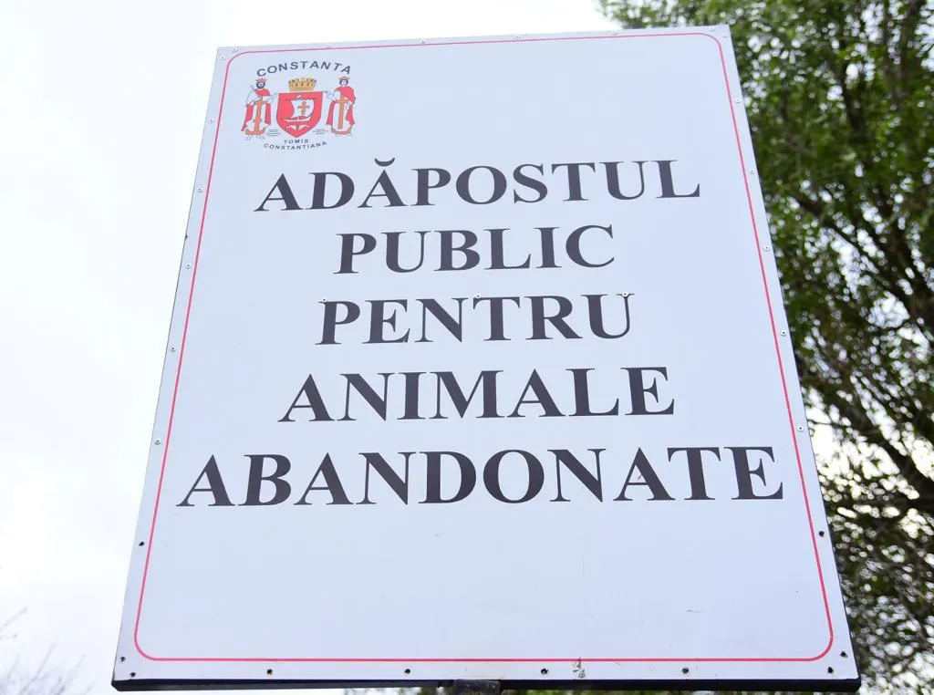Începe capturarea câinilor fără stăpân din Constanța!