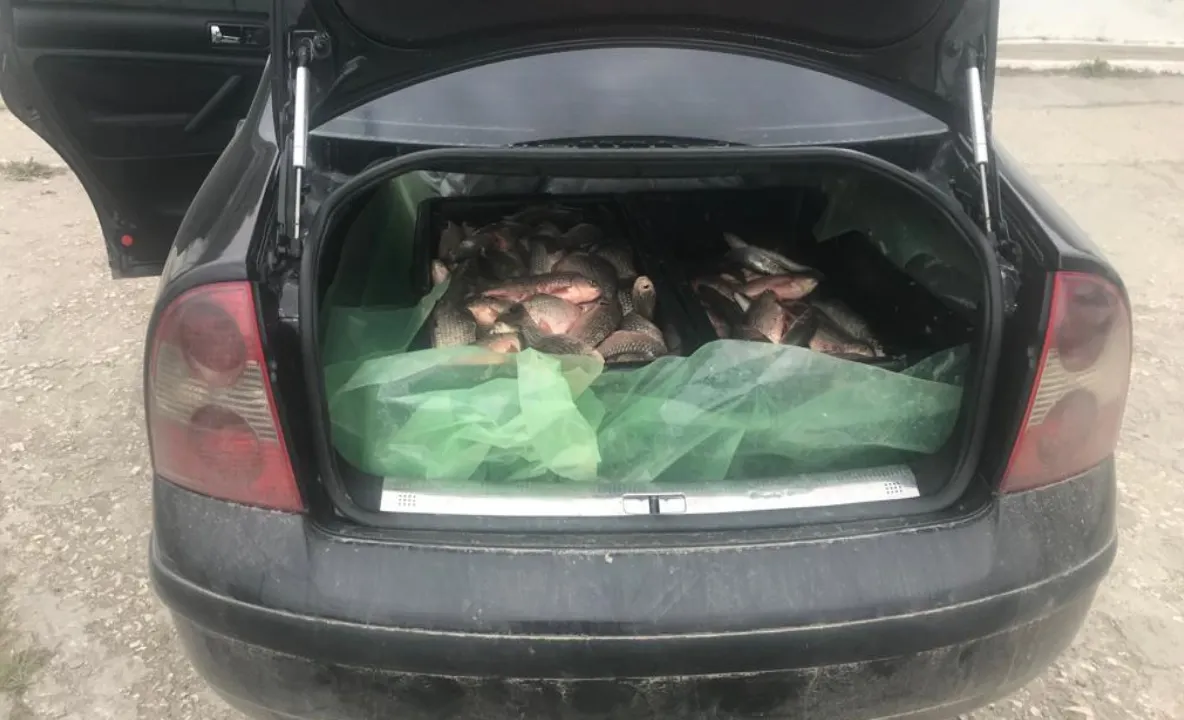 FOTO|Peste 200 kg de pește confiscate de polițiștii de frontieră