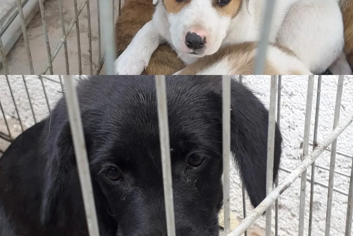 Peste 700 de câini comunitari și-au găsit o familie iubitoare în Constanța