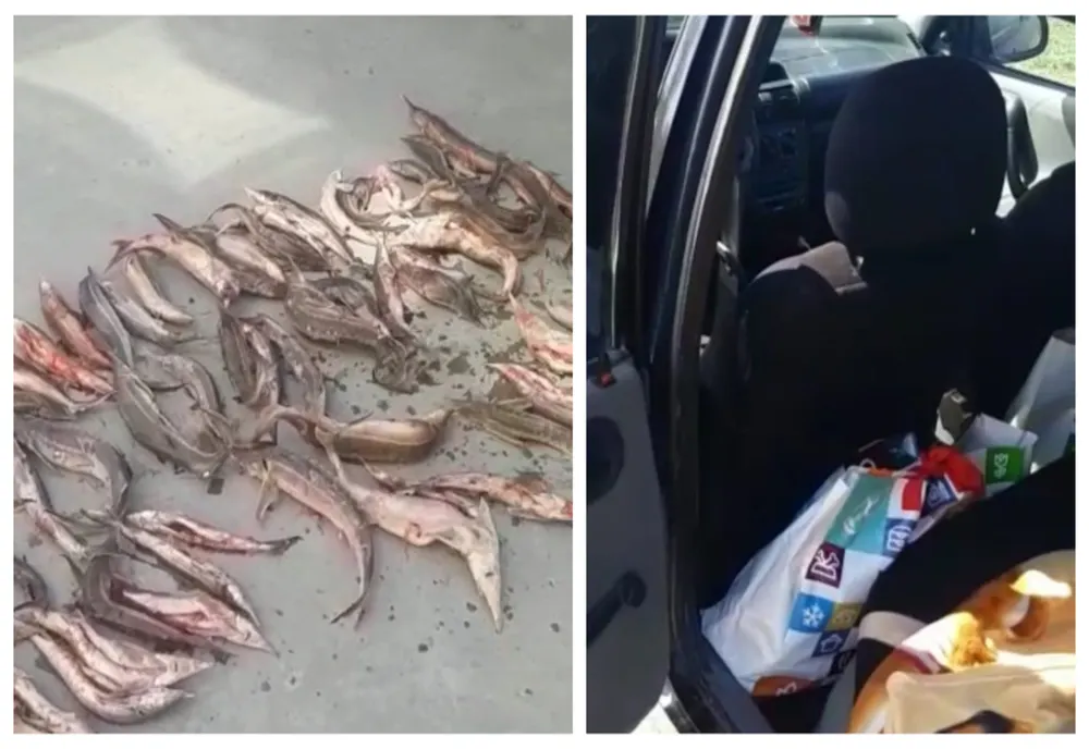 VIDEO| Prinși cu 30 kg de sturion, fără documente legale, în mașină