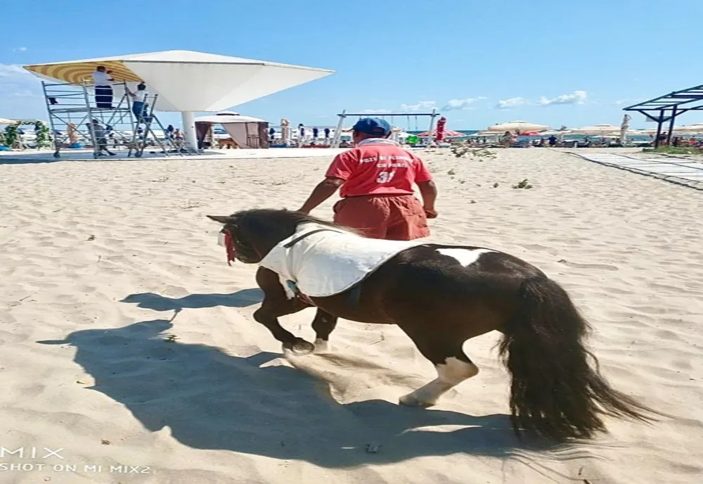 Ponei confiscați de poliția locala pe plaja din stațiunea Mamaia!