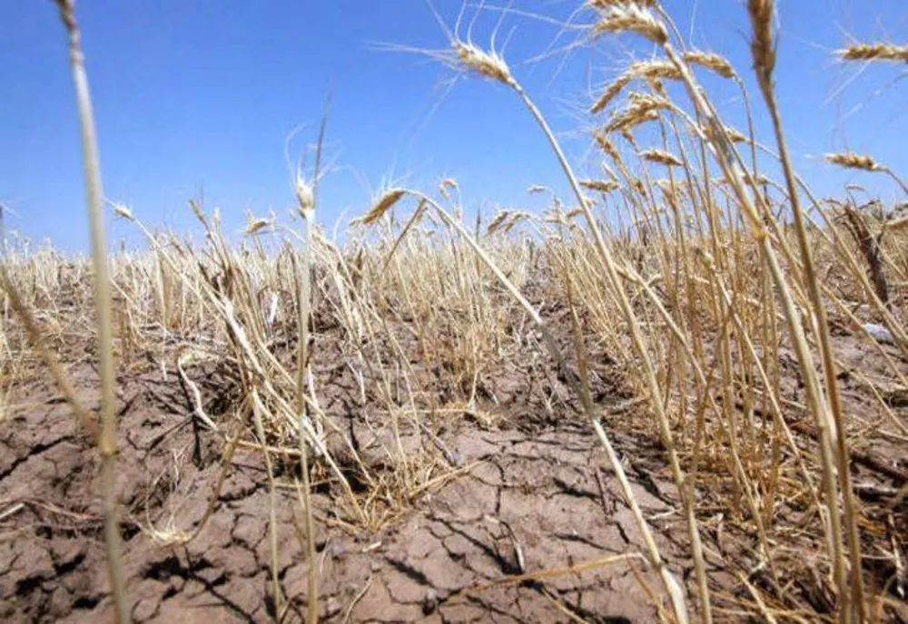 Ultima zi în care fermierii mai pot depune cererile de despăgubiri pentru secetă