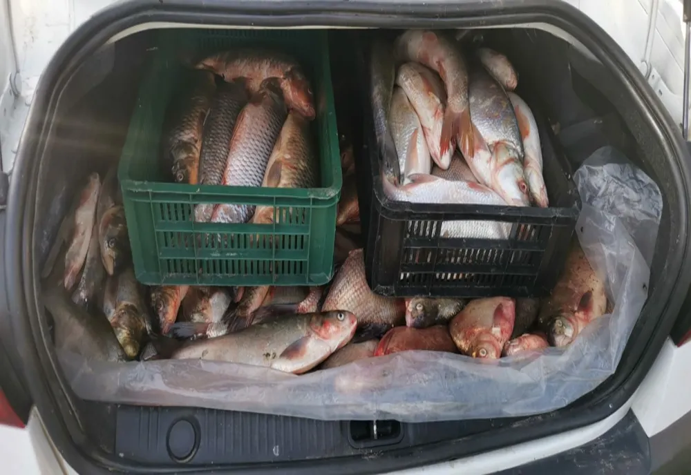 Prinși în târg cu peștele…în portbagaj