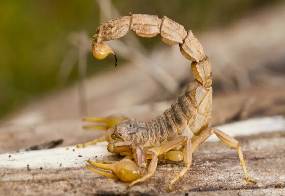 Angajată a unui supermarket, înțepată de un scorpion
