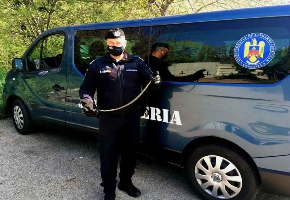 Panică într-un bloc din Constanța. Șarpe capturat de jandarmi