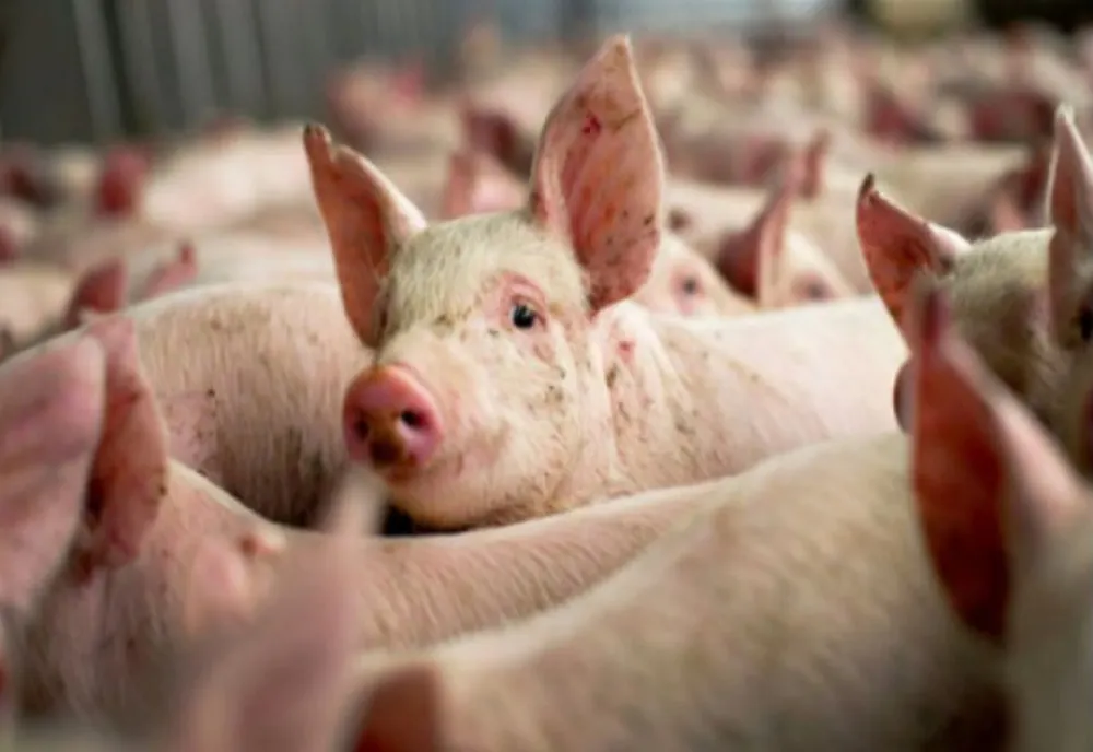Focar de pestă porcină în județul Constanța