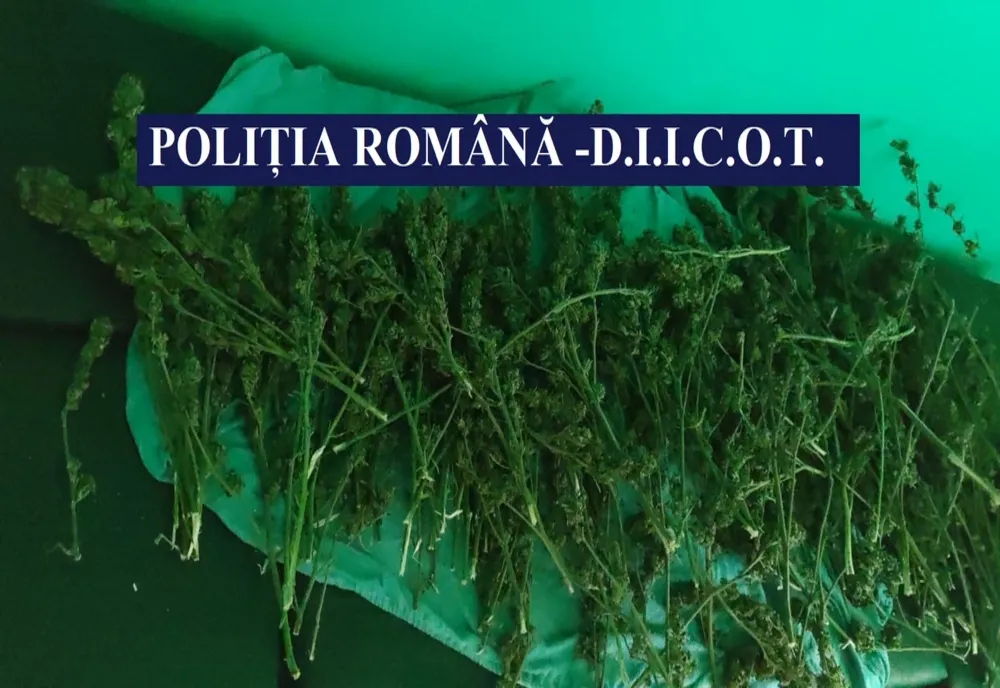 FOTO VIDEO Constănțean, arestat pentru că avea o plantație de canabis acasă