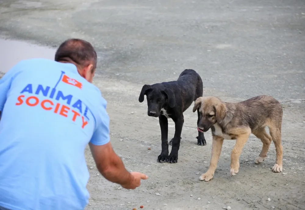 Maraton de sterilizare gratuită a animalelor de companie