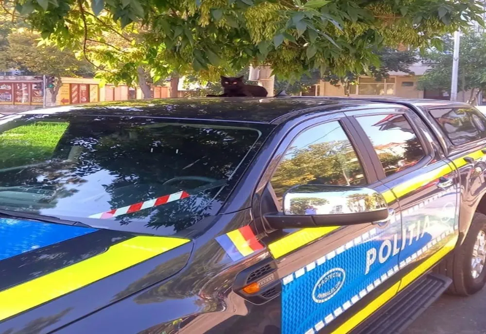 Ghinion pentru un bărbat din Năvodari. De ce s-a ales cu dosar penal