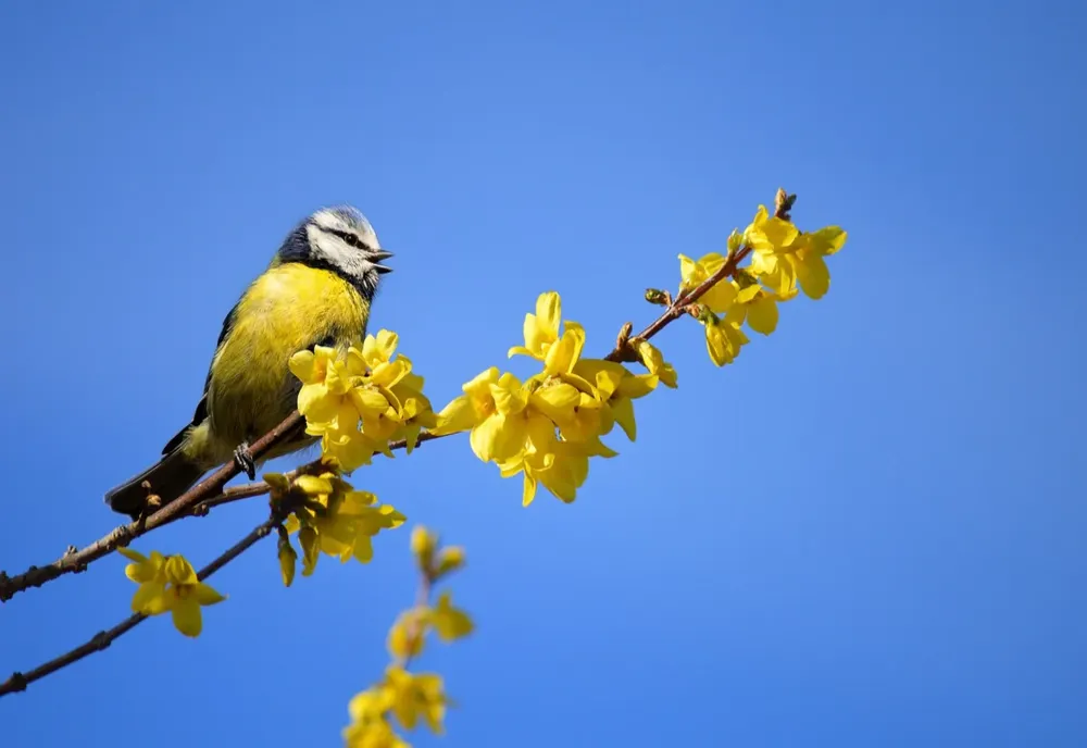 VREMEA 28 APRILIE. VREME FRUMOASĂ CU TEMPERATURI PLĂCUTE ȘI CER SENIN