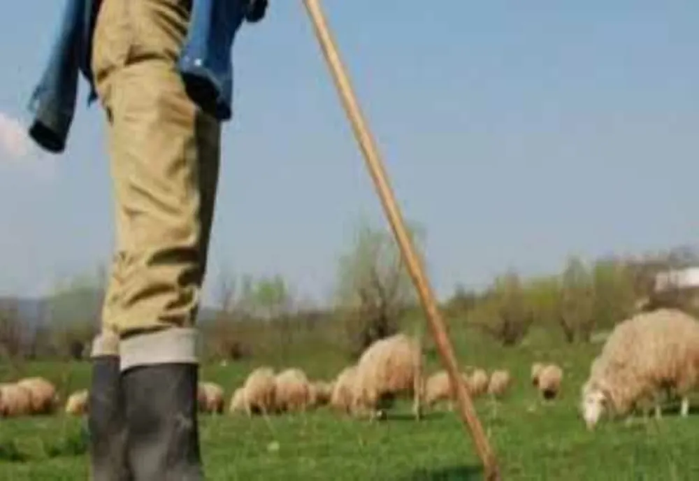 Cadavrul unui cioban a fost găsit în apropierea unei ferme din Constanța 