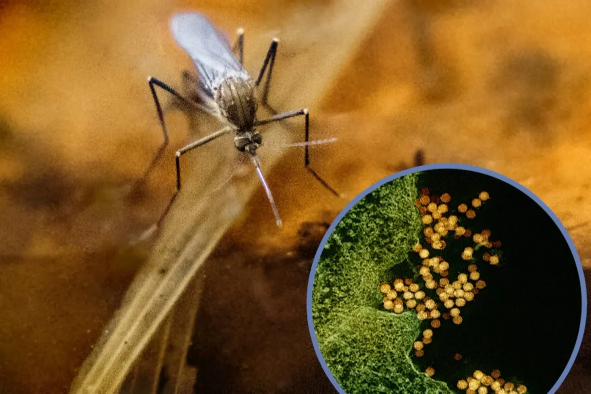 INSP: 2 cazuri de infecție cu virusul West Nile, confirmate în județul Constanța în 2026
