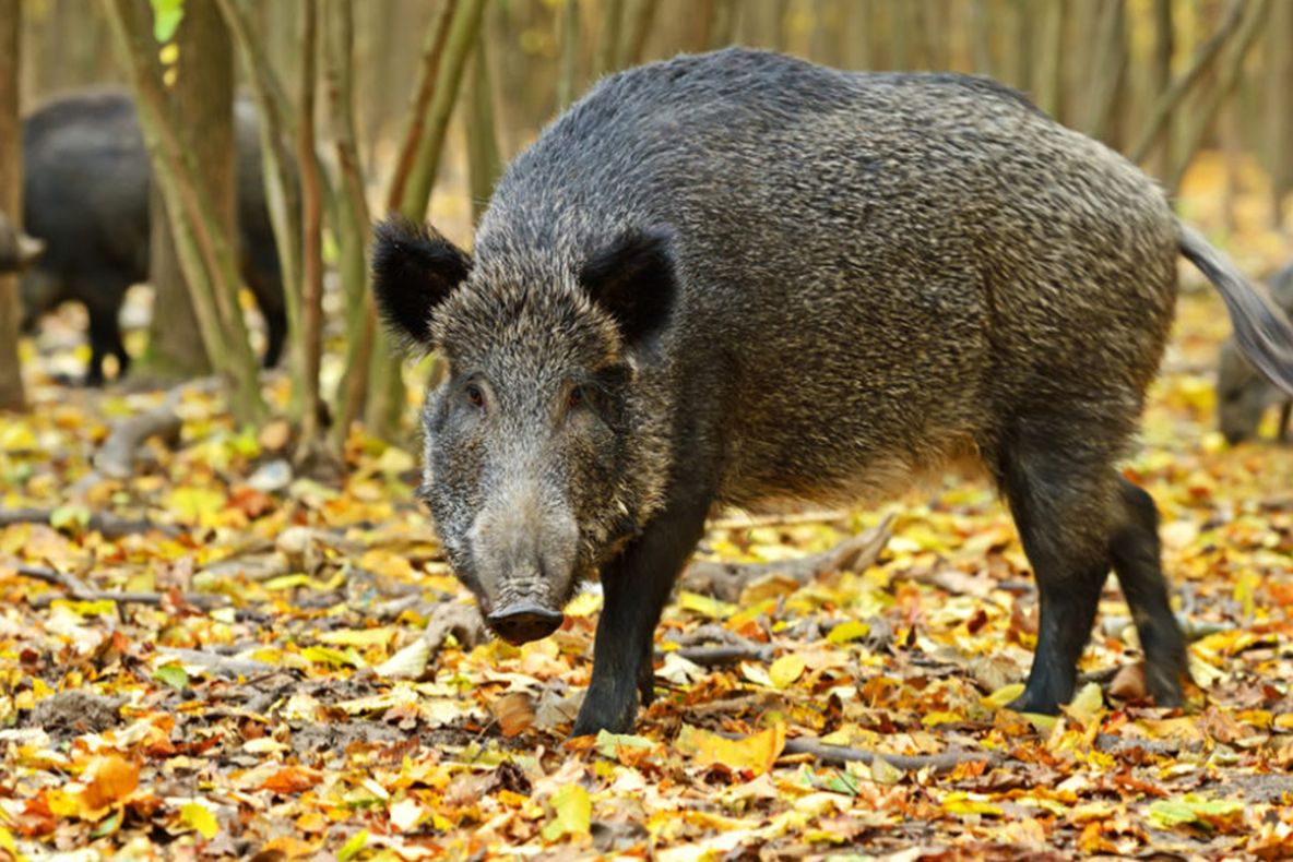 Pesta porcină confirmată la un porc mistreț. 43 de animale vor fi vânate