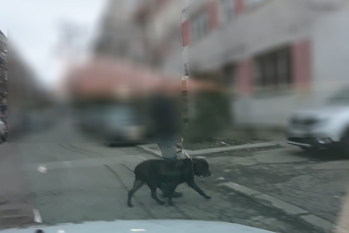 Stăpânii unor câini de talie mare, amendați în cartierul CET