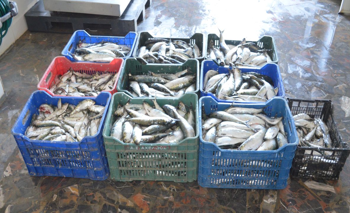 Sute de kilograme de pește, de contrabandă, confiscate de polițiștii de frontieră