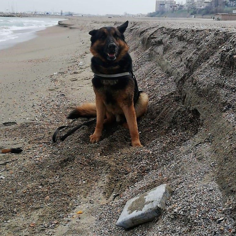 Operațiunea de căutare a drogurilor pe plajele constănțene continuă