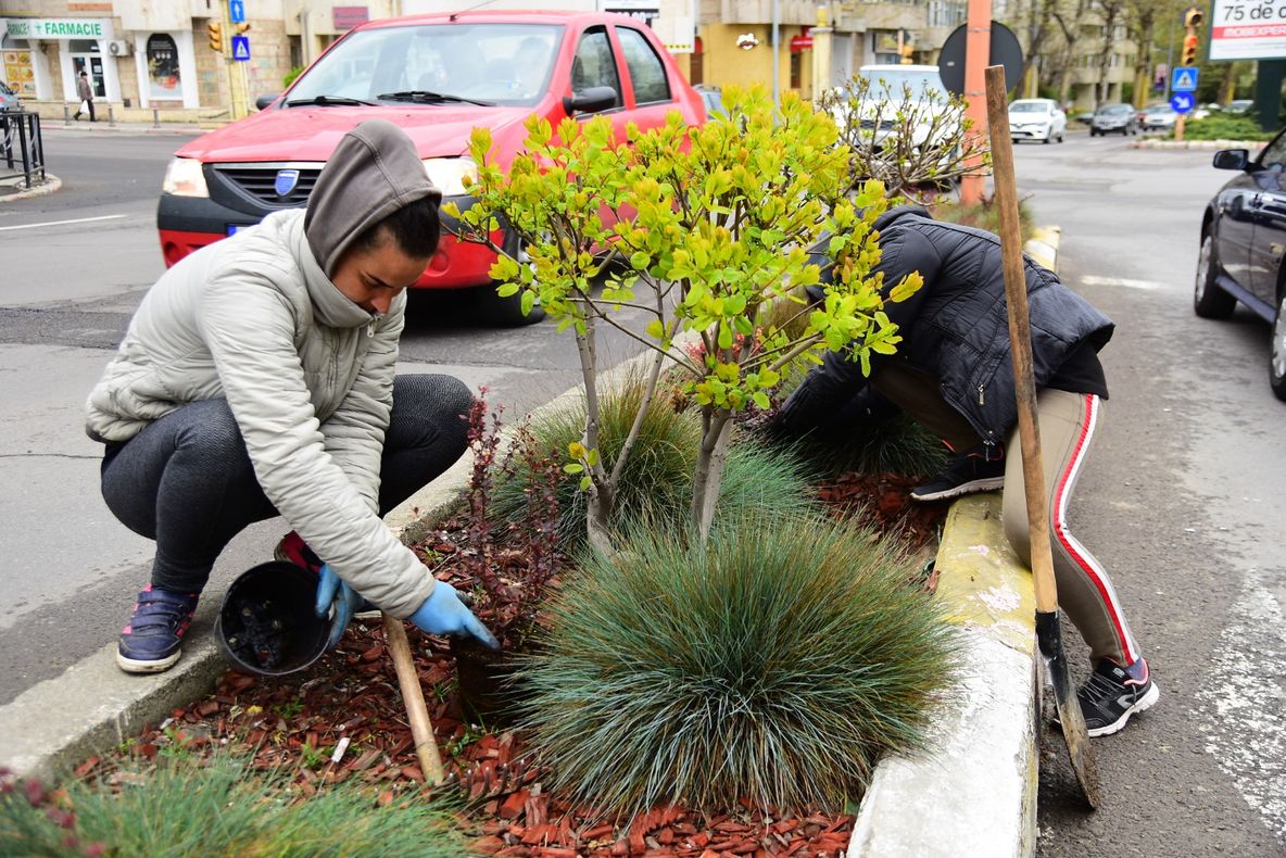 Decorul peisagistic din Constanța, îmbogățit cu sute de arbuști ornamentali și arbori