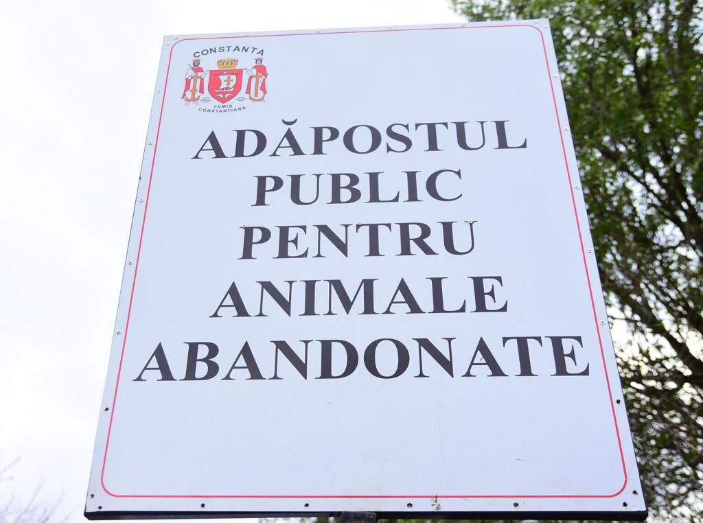 Campanie de adopție a câinilor fără stăpân, la Constanța