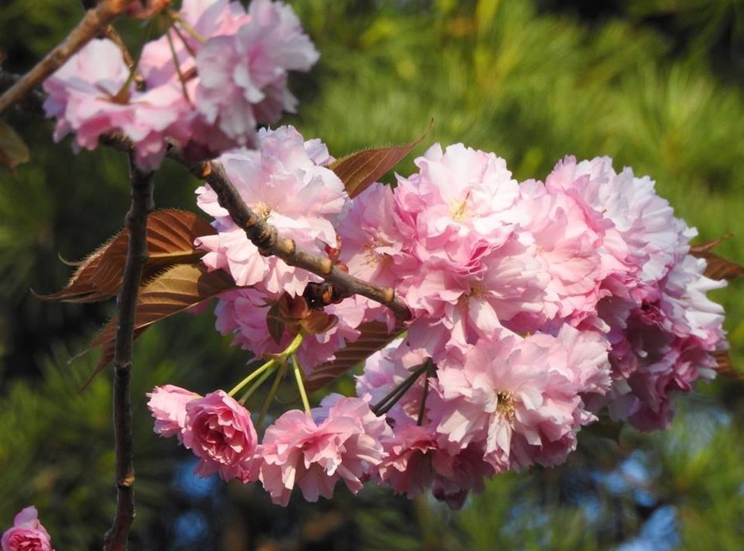 FOTO| Cireșii japonezi au înflorit la Constanța de Florii