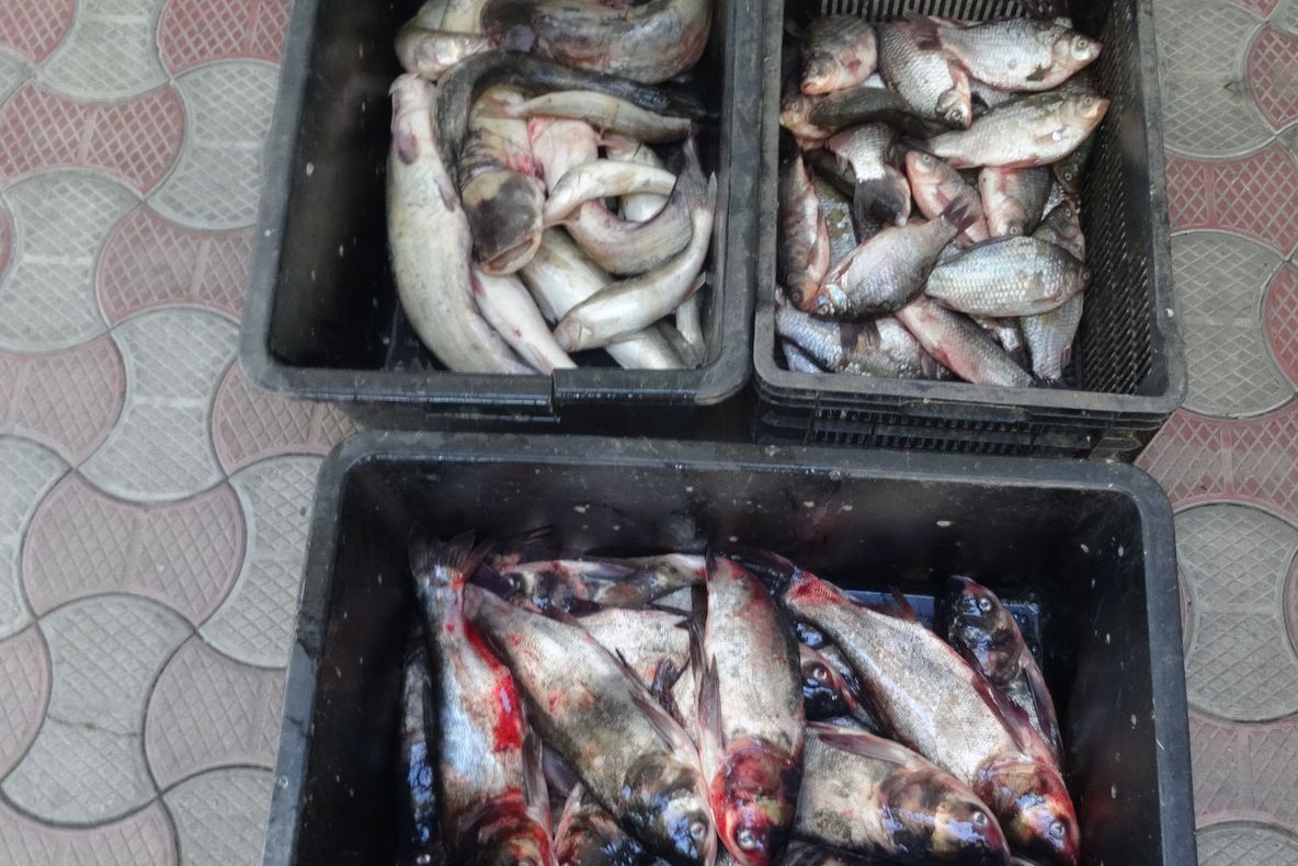 Braconieri prinși cu 200 kg de pește în mașină