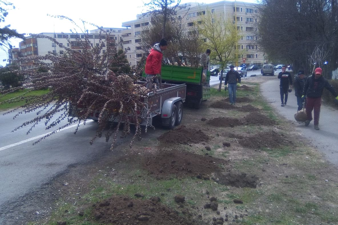 Sute de arbori și arbuști ornamentali, plantați în Constanța