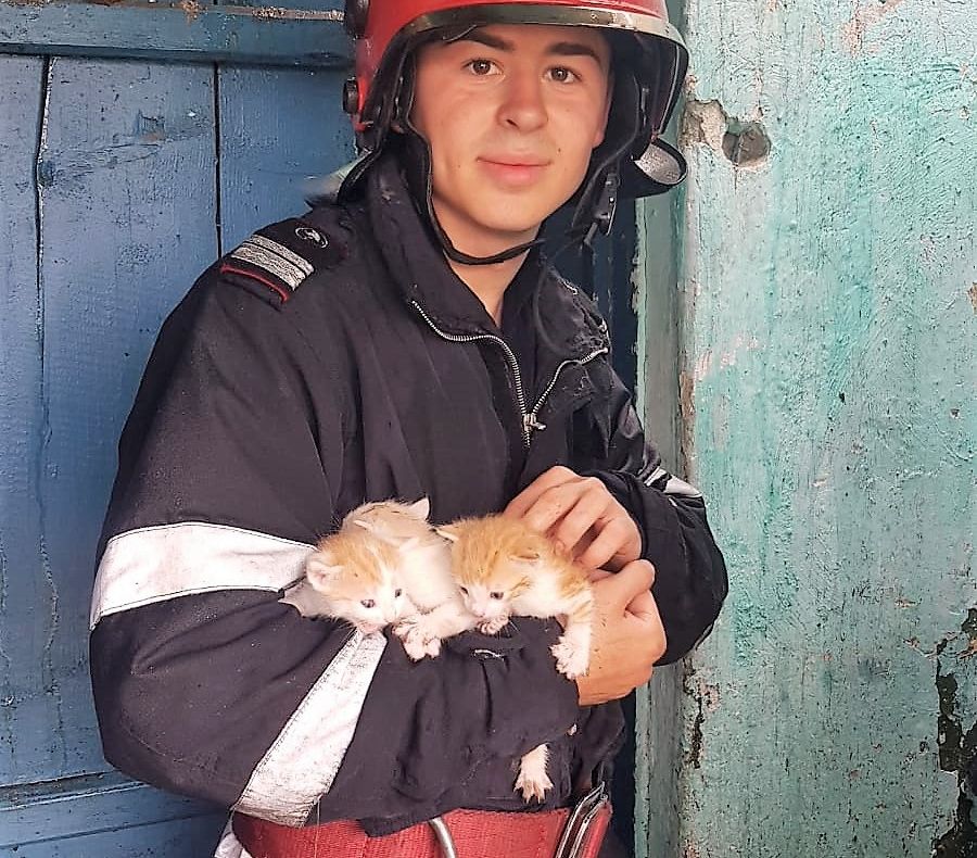Cuib cu pui de porumbel, dar și trei pui de pisică, salvați din flăcări de pompierii constănțeni