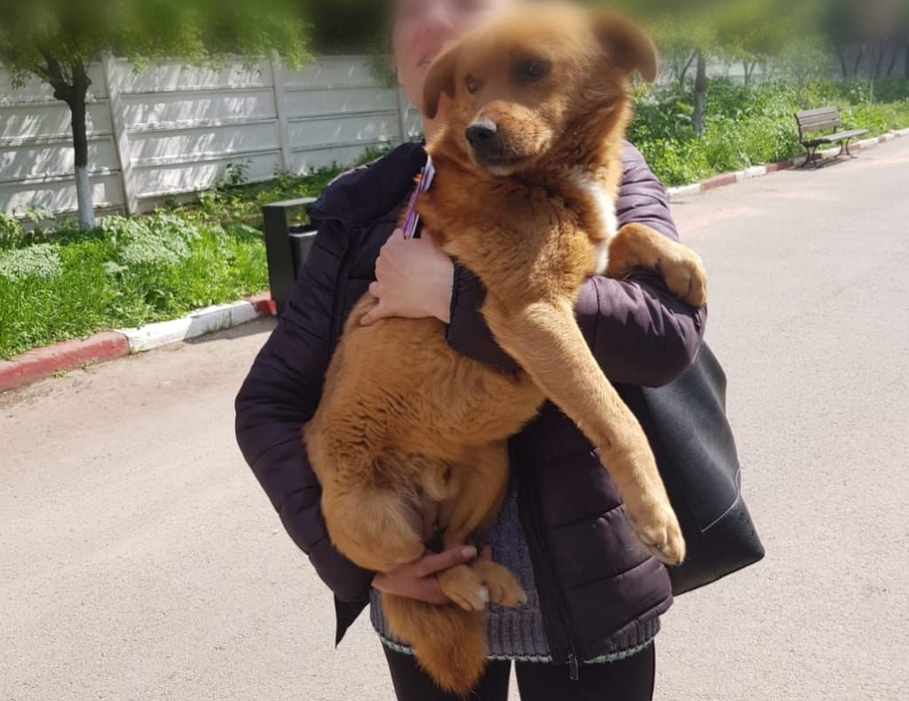 Peste 100 de căței din Adăpostul pentru animale au plecat acasă