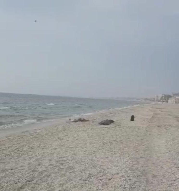 VIDEO| Femeie găsită moartă pe o plajă din Mamaia. UPDATE