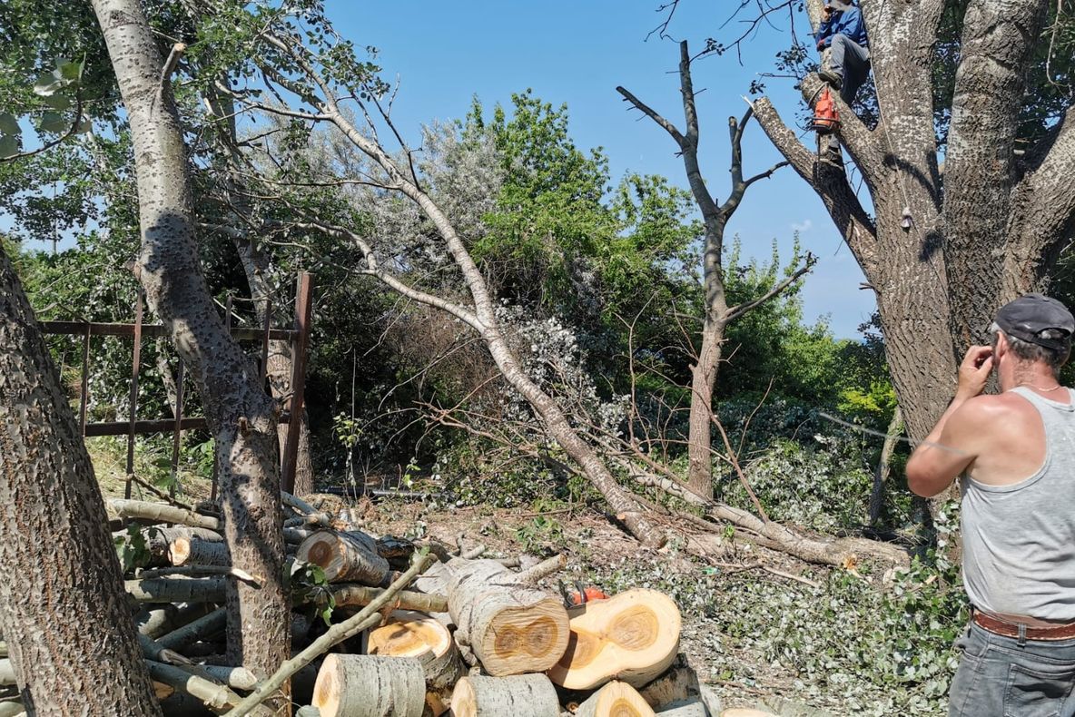Tăieri de arbori neautorizate pe strada Mircea cel Bătrân!