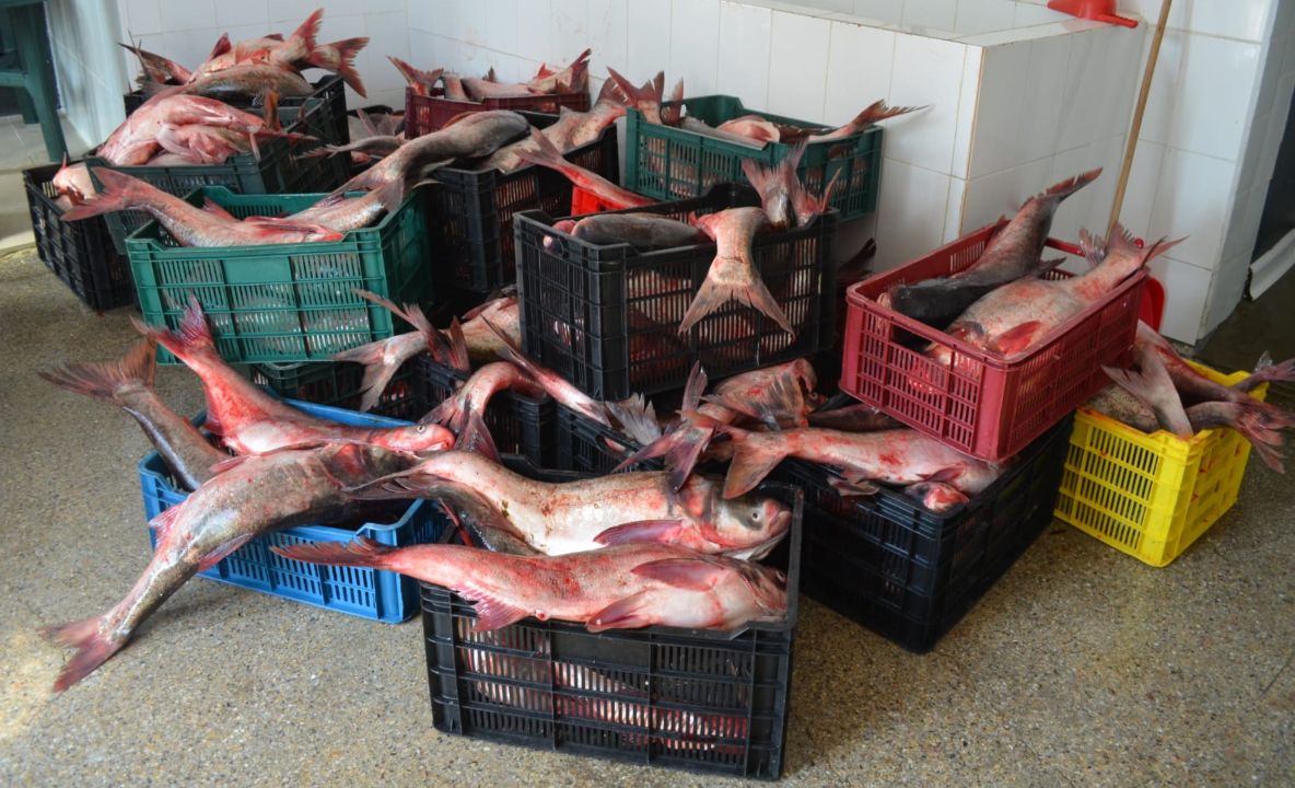 Aproape o tonă de pește, confiscată de polițiștii de frontieră