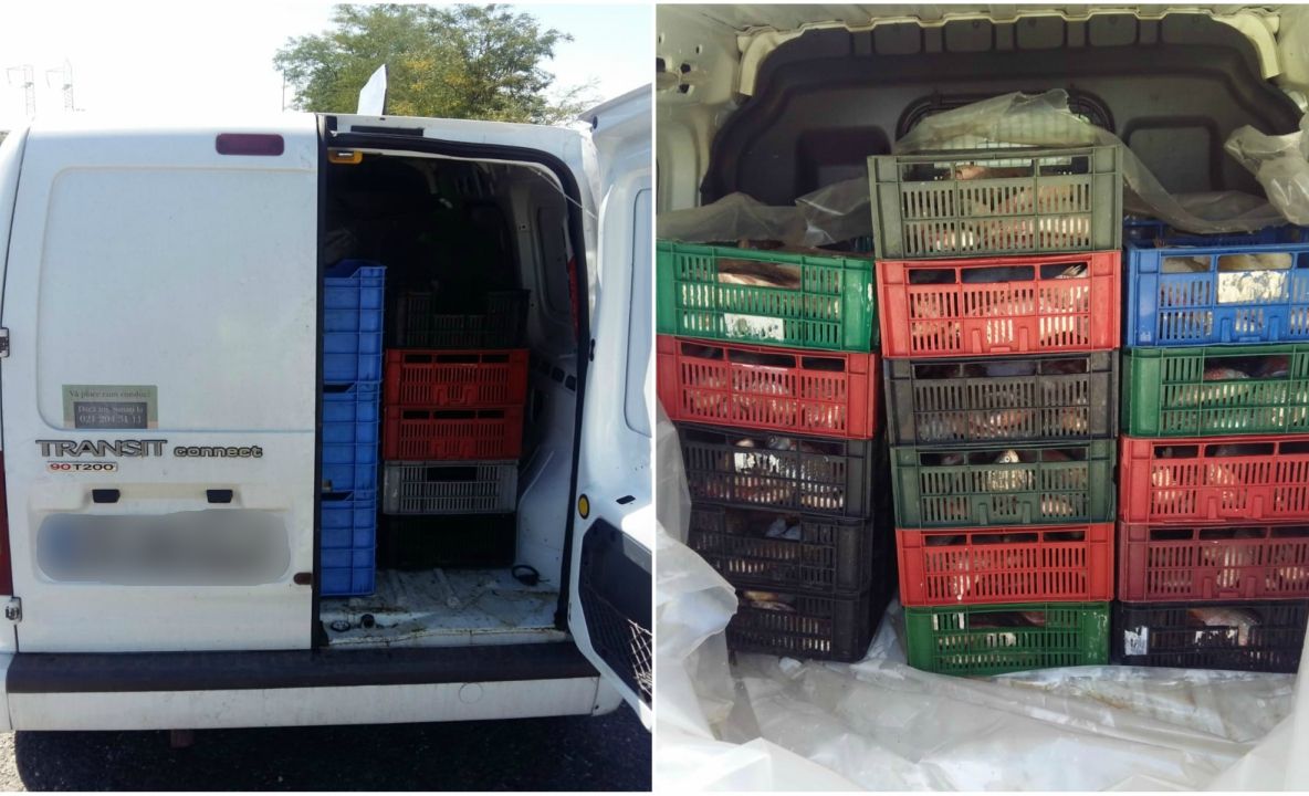 Sute de kilograme de peşte, fără documente legale, confiscate de poliţiştii de frontieră