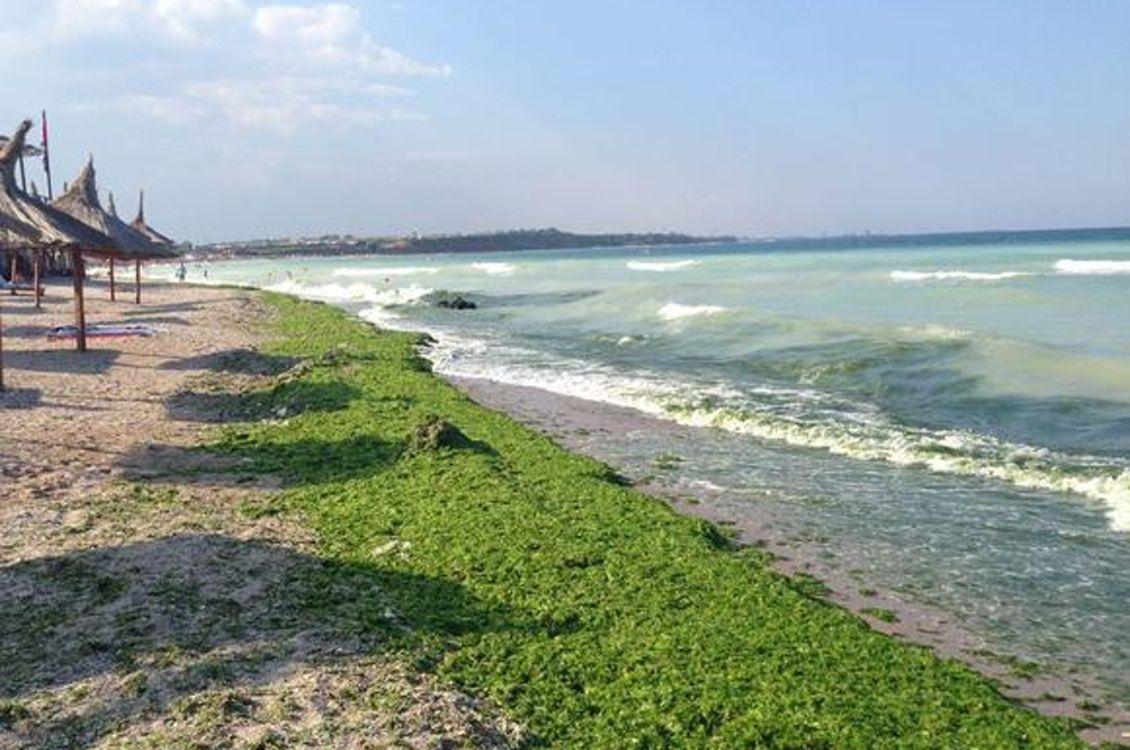 Mii de tone de alge strânse pe litoral