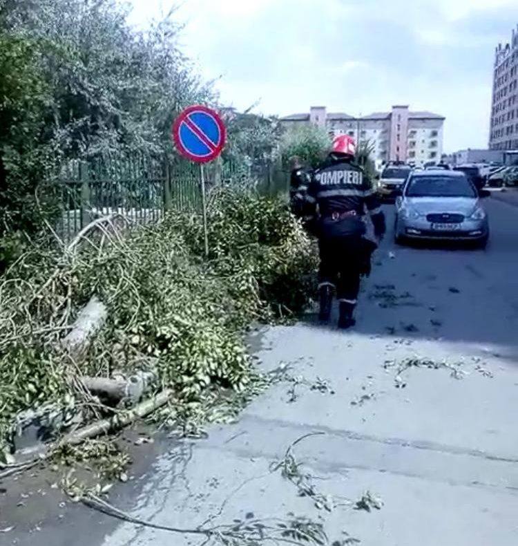 VIDEO| Copac căzut pe carosabil, în Mamaia Nord