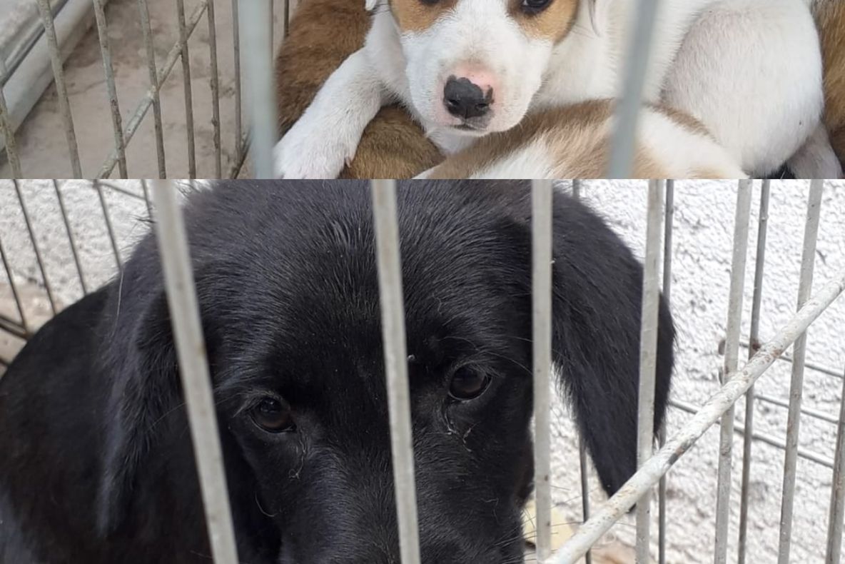 Peste 700 de câini comunitari și-au găsit o familie iubitoare în Constanța