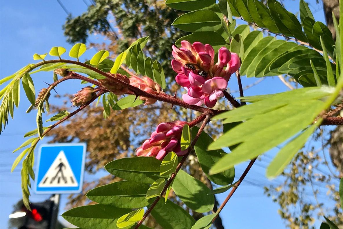 FOTO VIDEO|Fenomen ciudat și rar. Pomii au înflorit din nou, de parcă am fi la început de primavară
