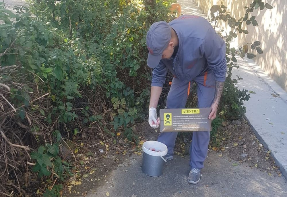 Acțiunile de deratizare în municipiul Constanța au fost reluate