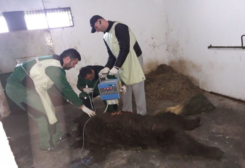 Urs lovit de maşină în judeţul Covasna, eutanasiat la sanctuarul din Zărneşti