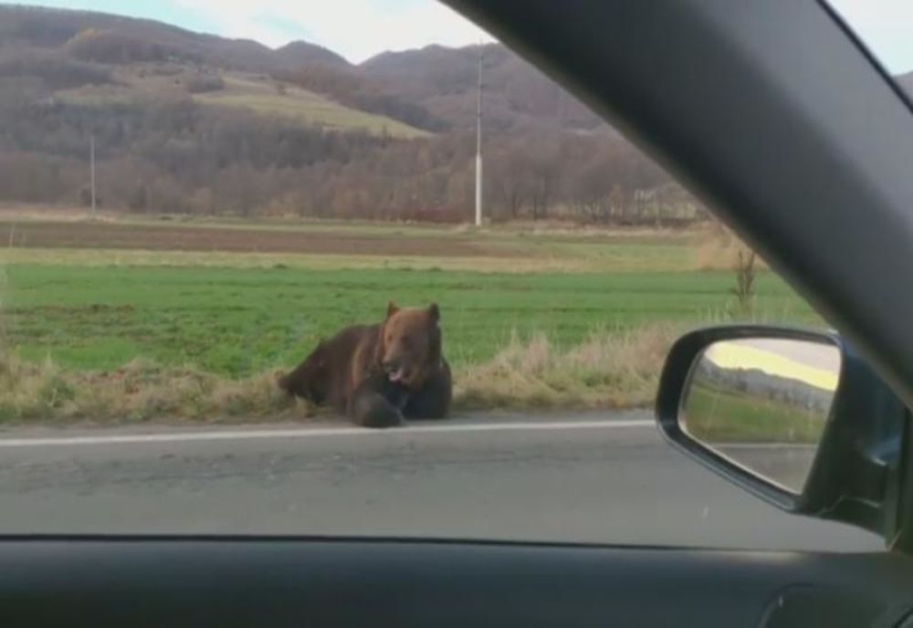 ȘI PROȘTI ȘI FĂRĂ SUFLET! Solicităm public intervenția ministrului Mediului sau DEMISIA acestuia! 