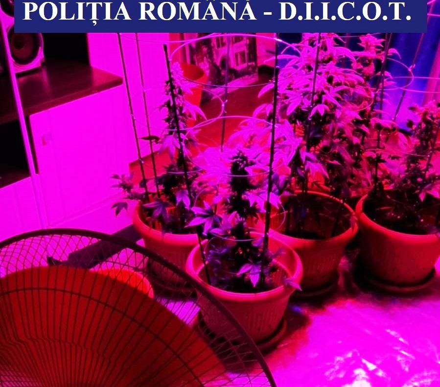 FOTO| Cultură de canabis, descoperită într-un apartament