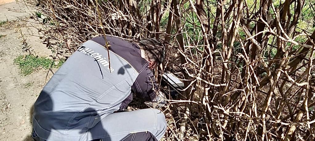 Acțiunile de deratizare în municipiul Constanța au fost reluate