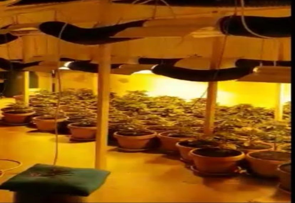 VIDEO| Cultură de cannabis, într-o casă din Constanța. Ce au mai găsit polițiștii