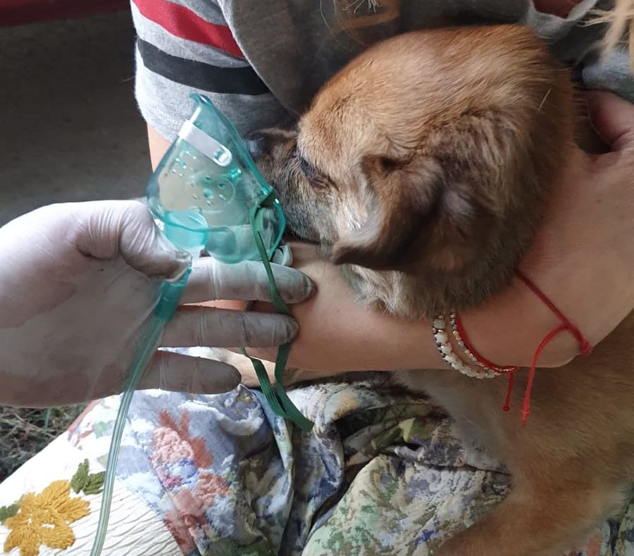 FOTO |Cățel salvat dintr-un apartament în flăcări