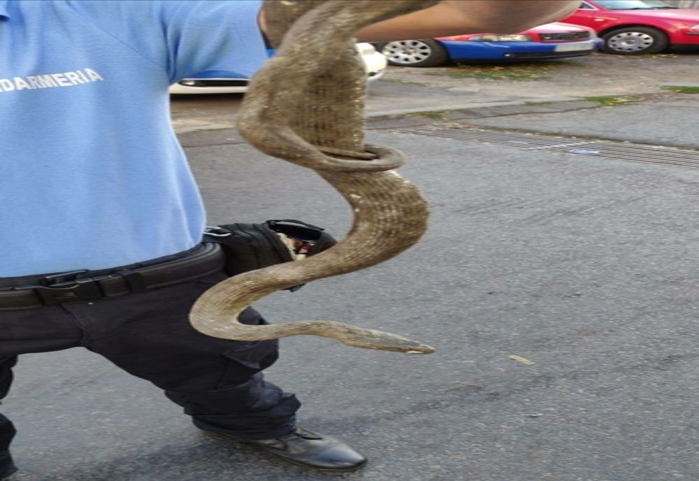 Atenție la șerpi!!Jandarmii au capturarat reptile uriașe în Constanța
