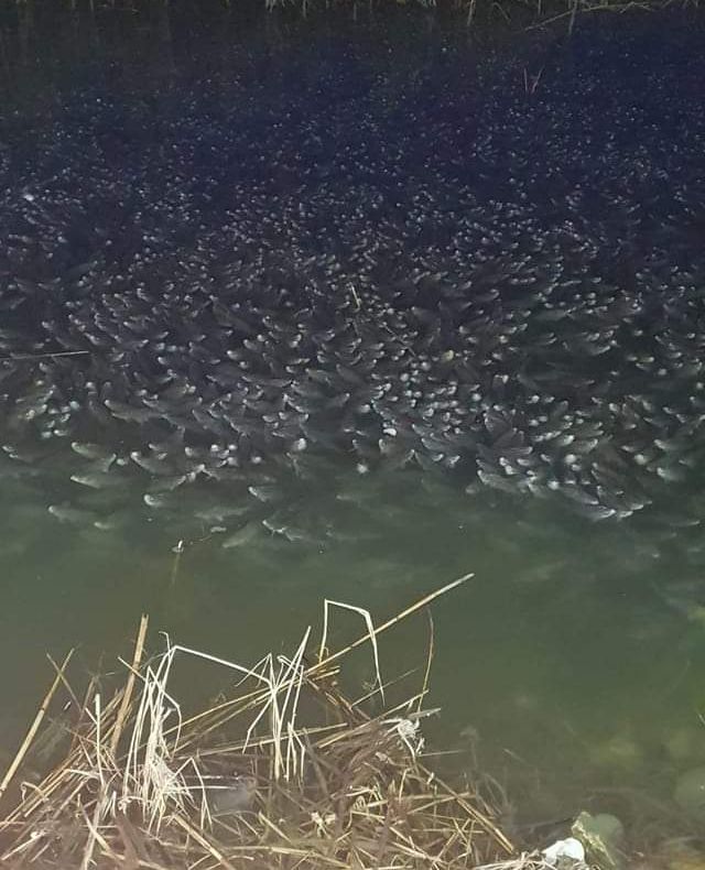 Bancuri de pești pe malul Lacului Siutghiol. Ce explicaţie dau specialiştii