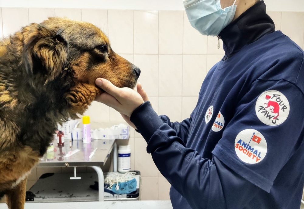 721 de animale sterilizate în prima etapă a proiectului „Efort comun pentru un viitor mai bun“
