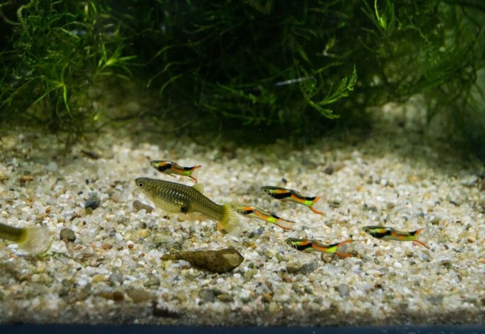 FOTO Specie de pește dispărută din habitatul natural, în bazinele Universității Ovidius Constanța