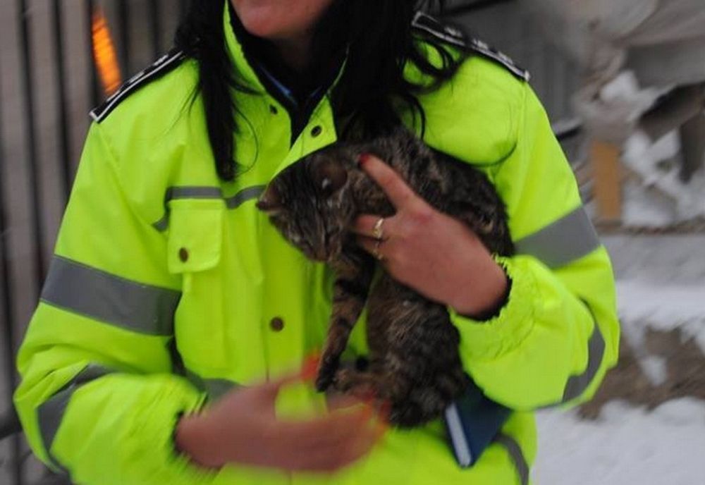 Combaterea abuzurilor asupra animalelor în atenția polițiștilor