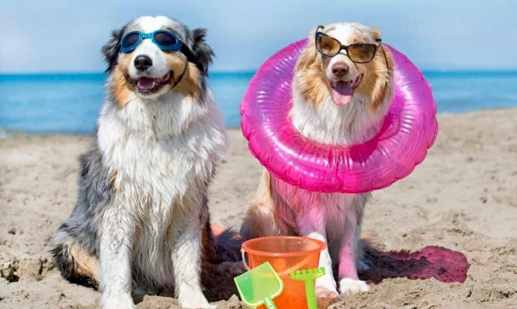 Vrei să mergi cu animalul de companie pe plajă? De astăzi trebuie să respecți reguli noi