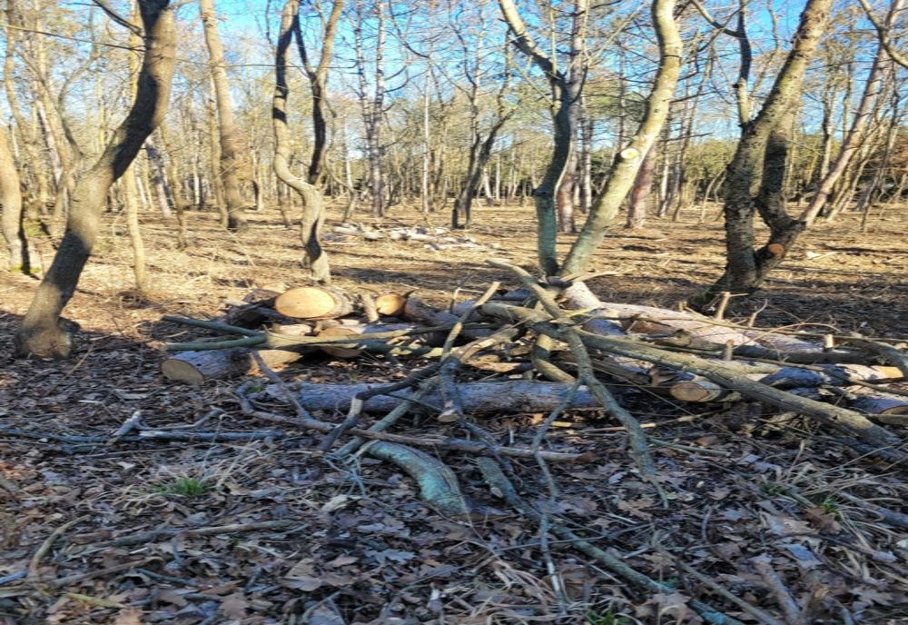 Campanie de strângere de semnături pentru salvarea Pădurii Comorova