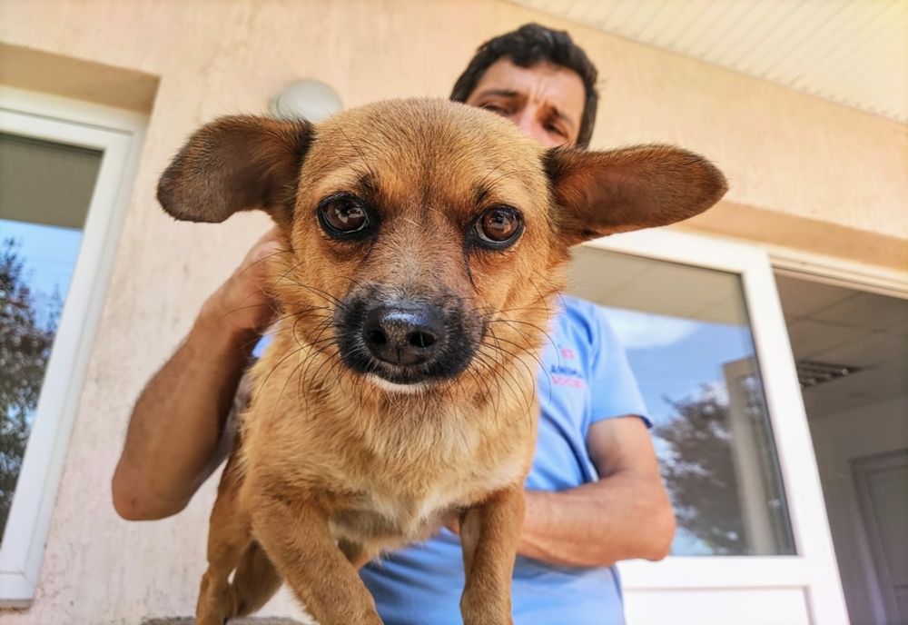  Campanie de sterilizări gratuite pentru animale de rasă comună 